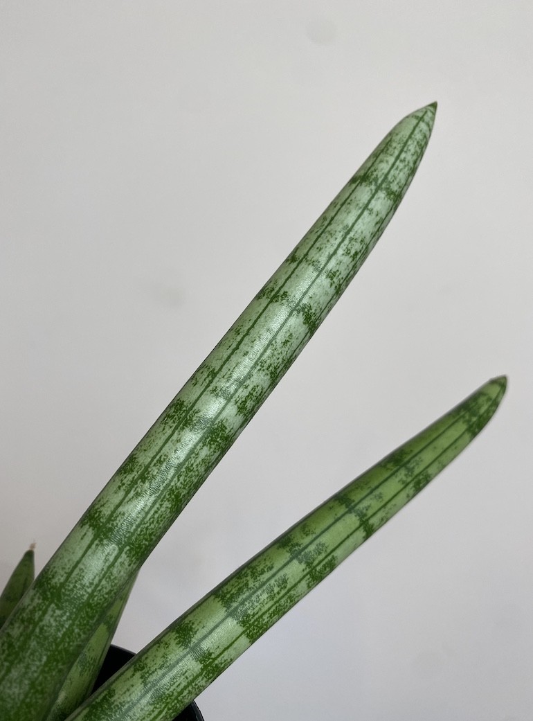 Sansevieria Tiara Platinum