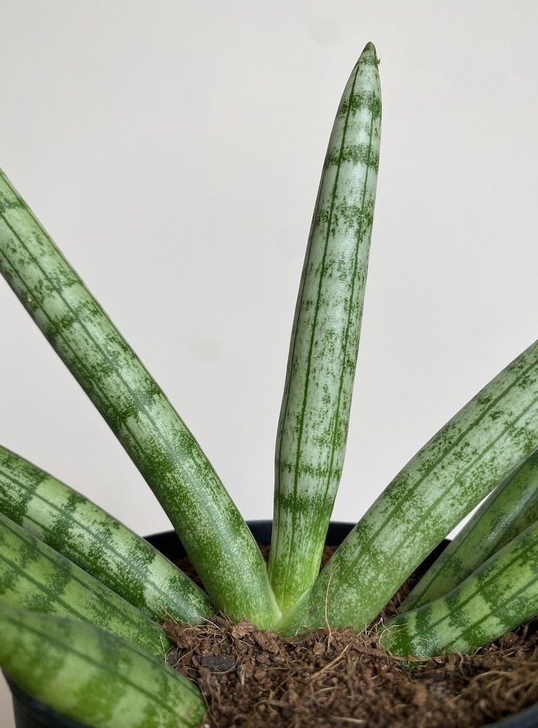 Sansevieria Tiara Platinum