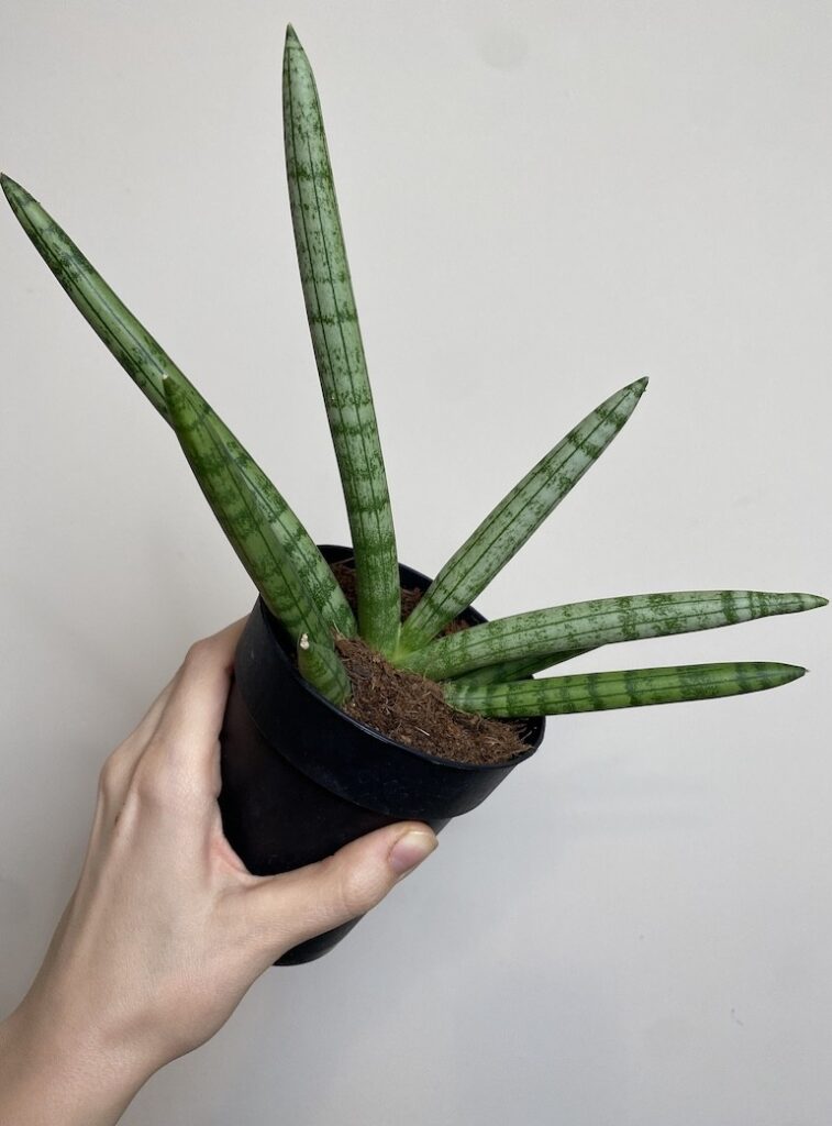 Sansevieria Tiara Platinum