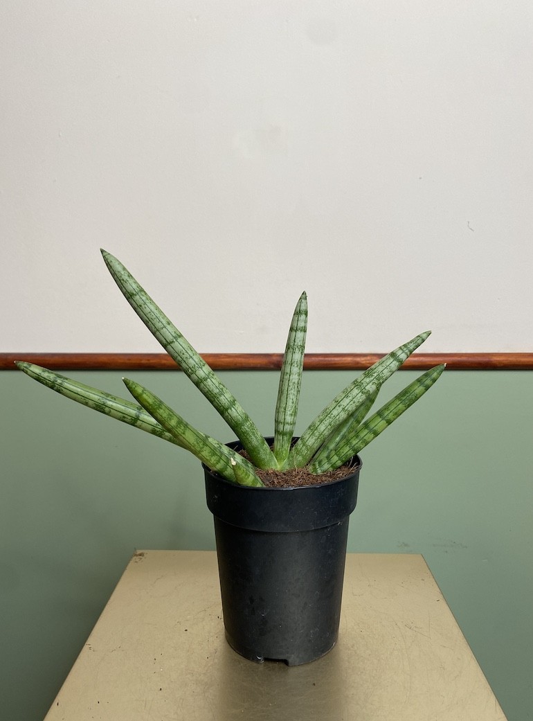 Sansevieria Tiara Platinum