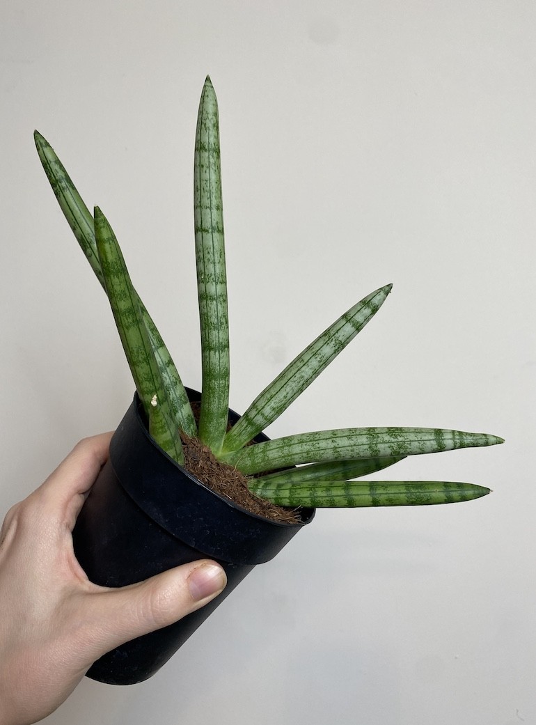 Sansevieria Tiara Platinum