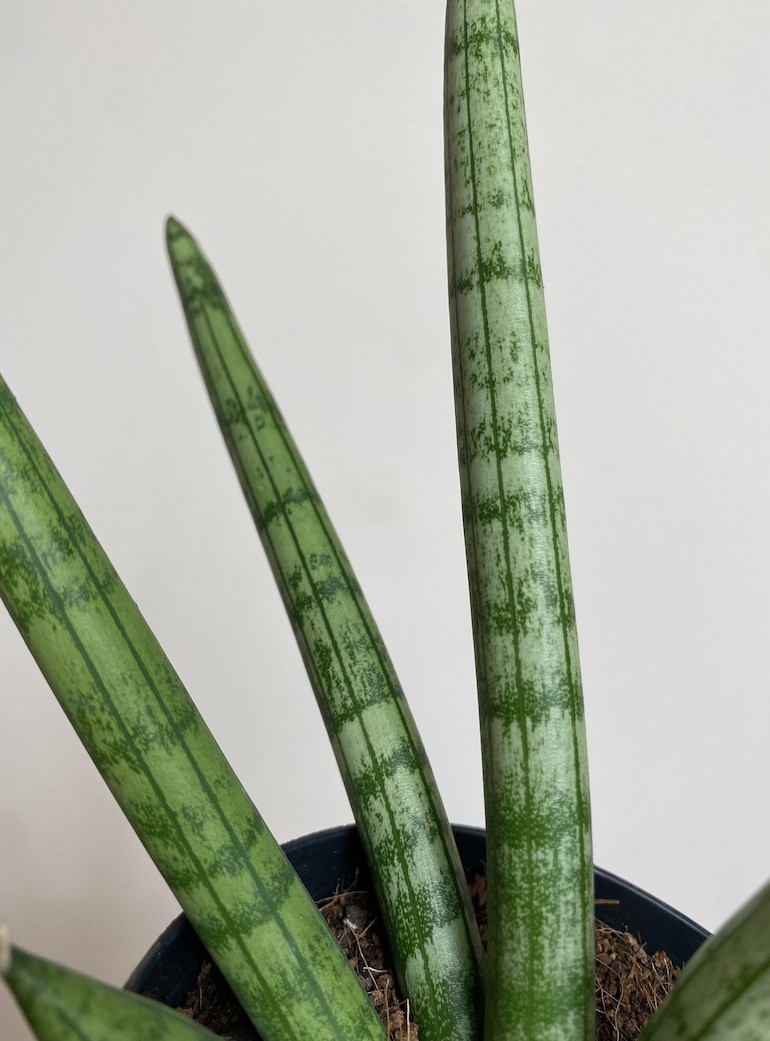 Sansevieria Tiara Platinum