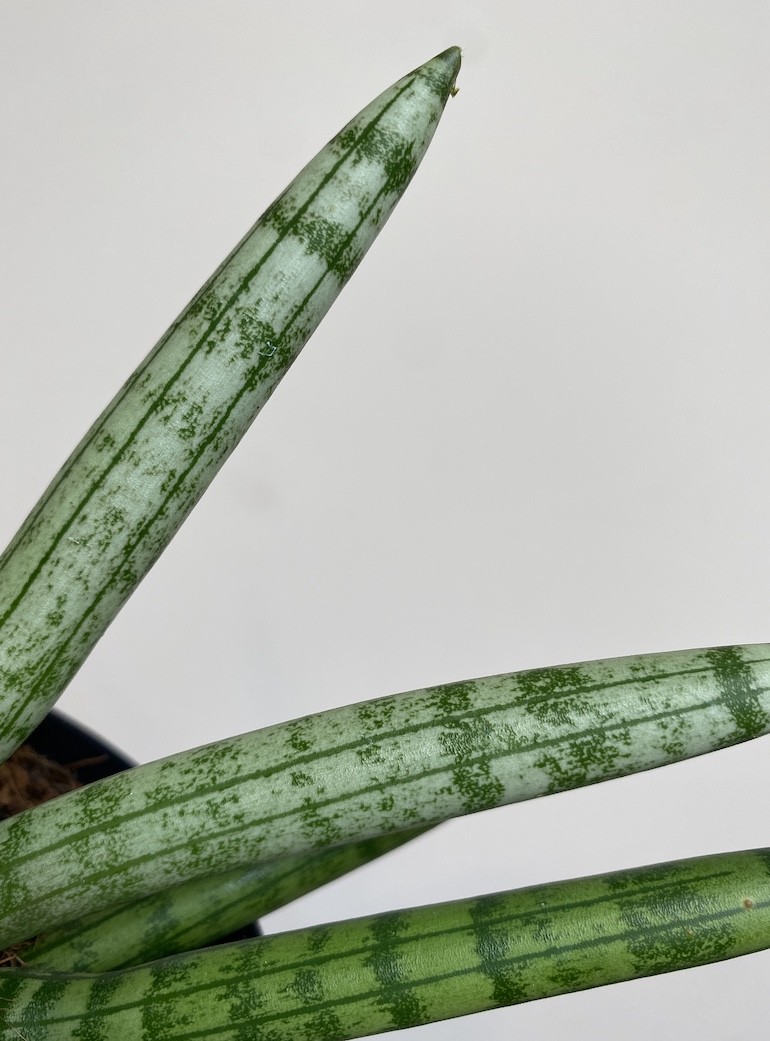 Sansevieria Tiara Platinum