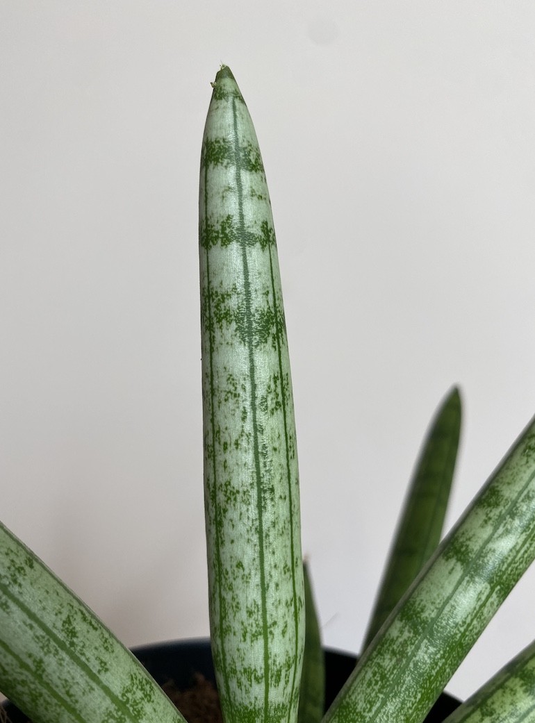 Sansevieria Tiara Platinum