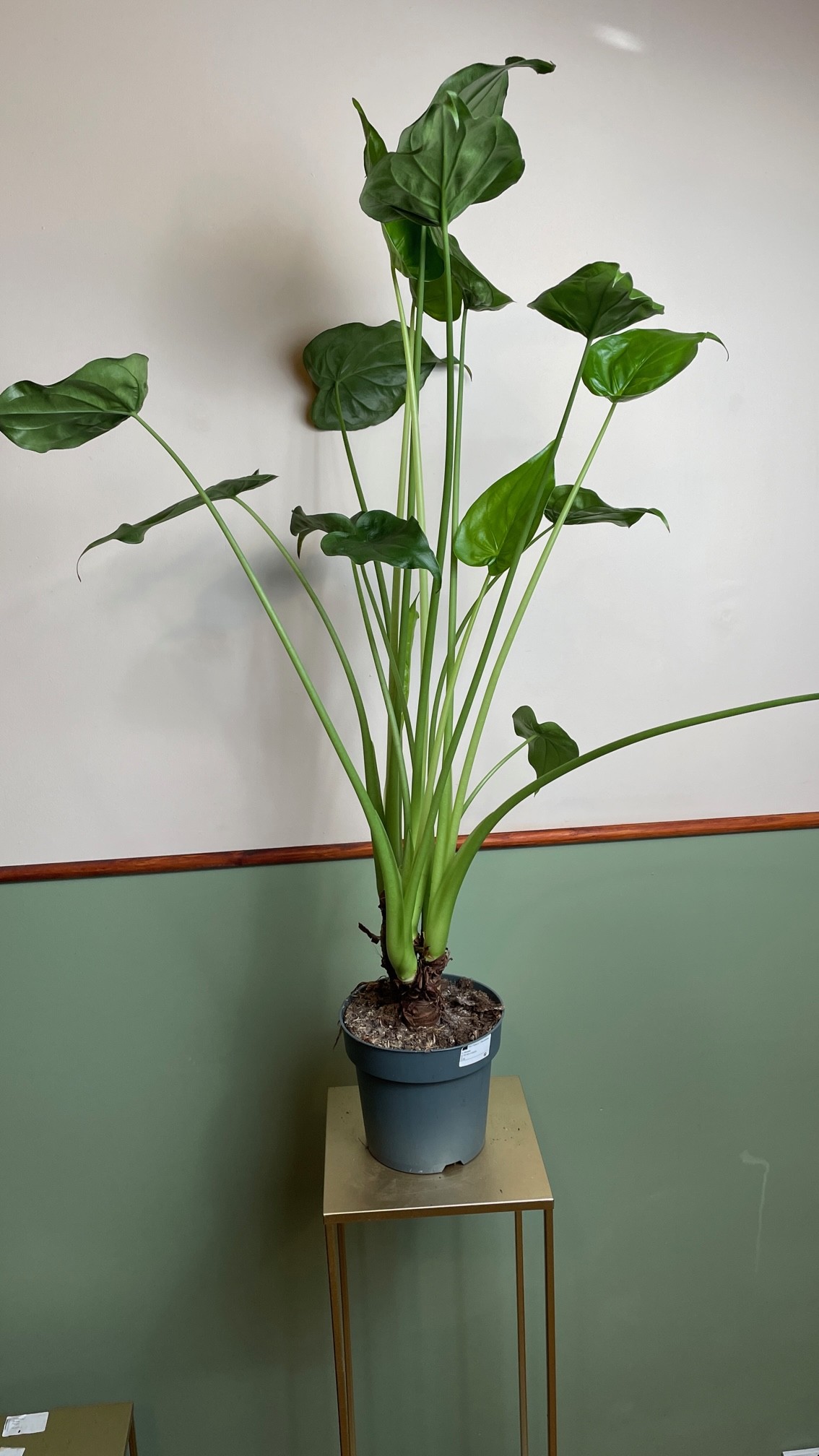 Alocasia Cucullata XL