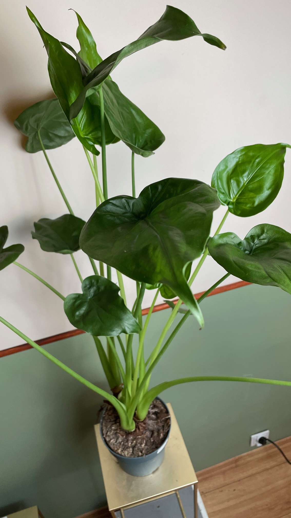Alocasia Cucullata XL