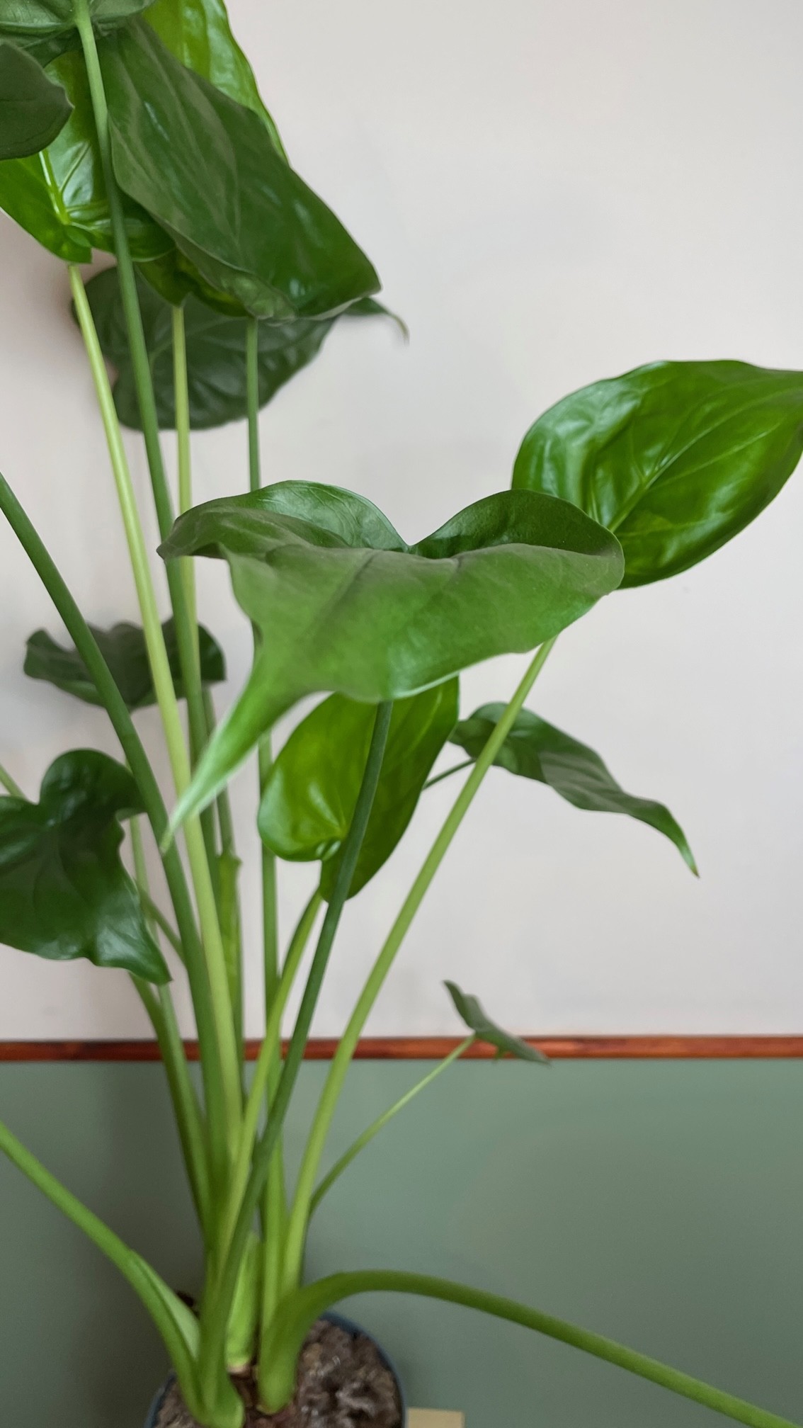 Alocasia Cucullata XL