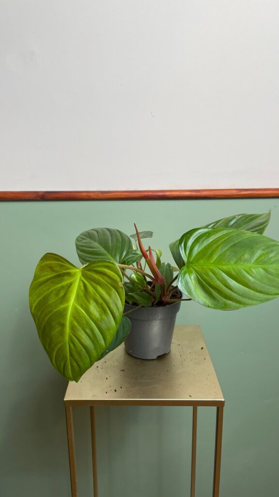 Philodendron Fuzzy