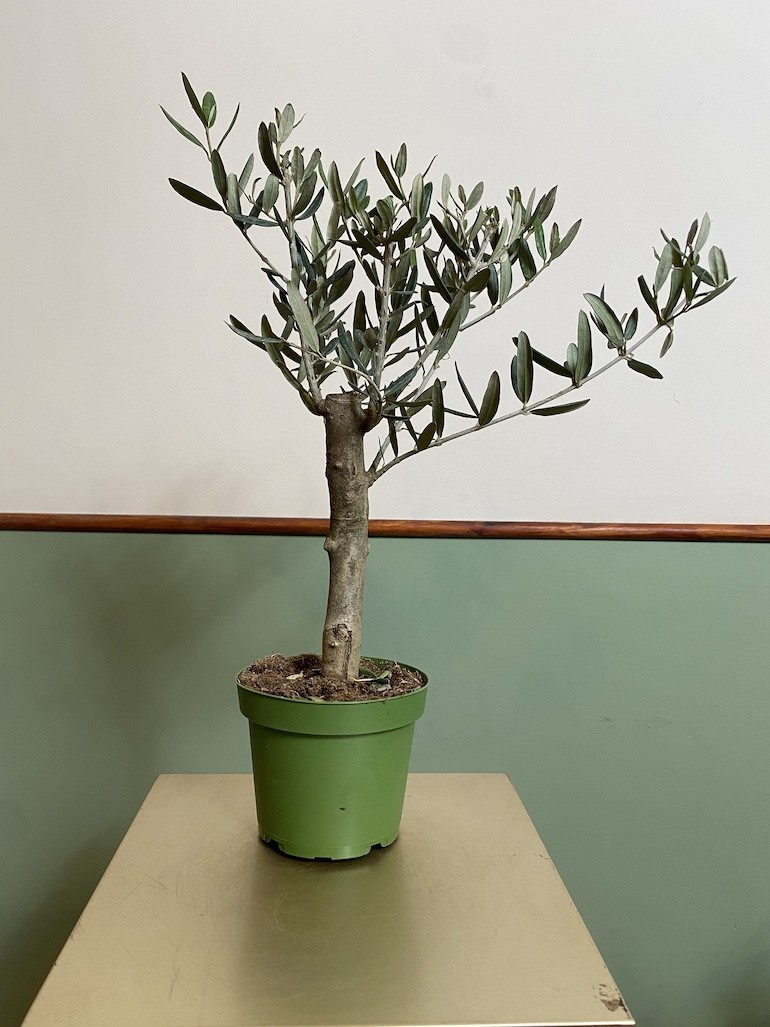 Olea europaea