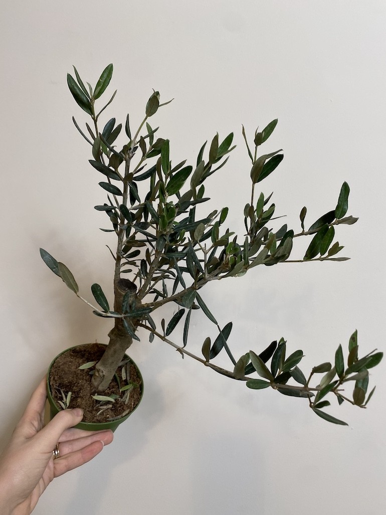 Olea europaea