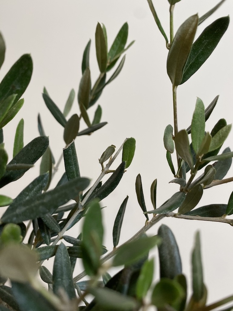 Olea europaea
