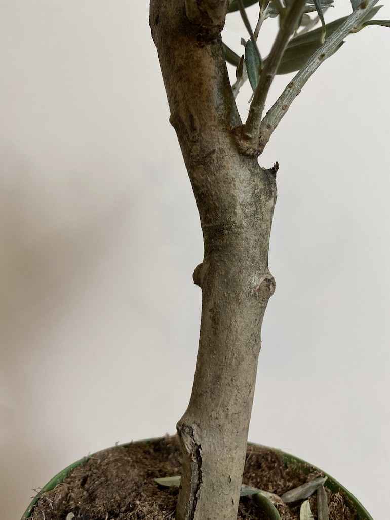Olea europaea