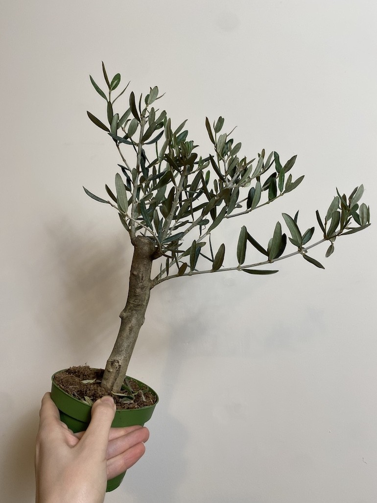 Olea europaea
