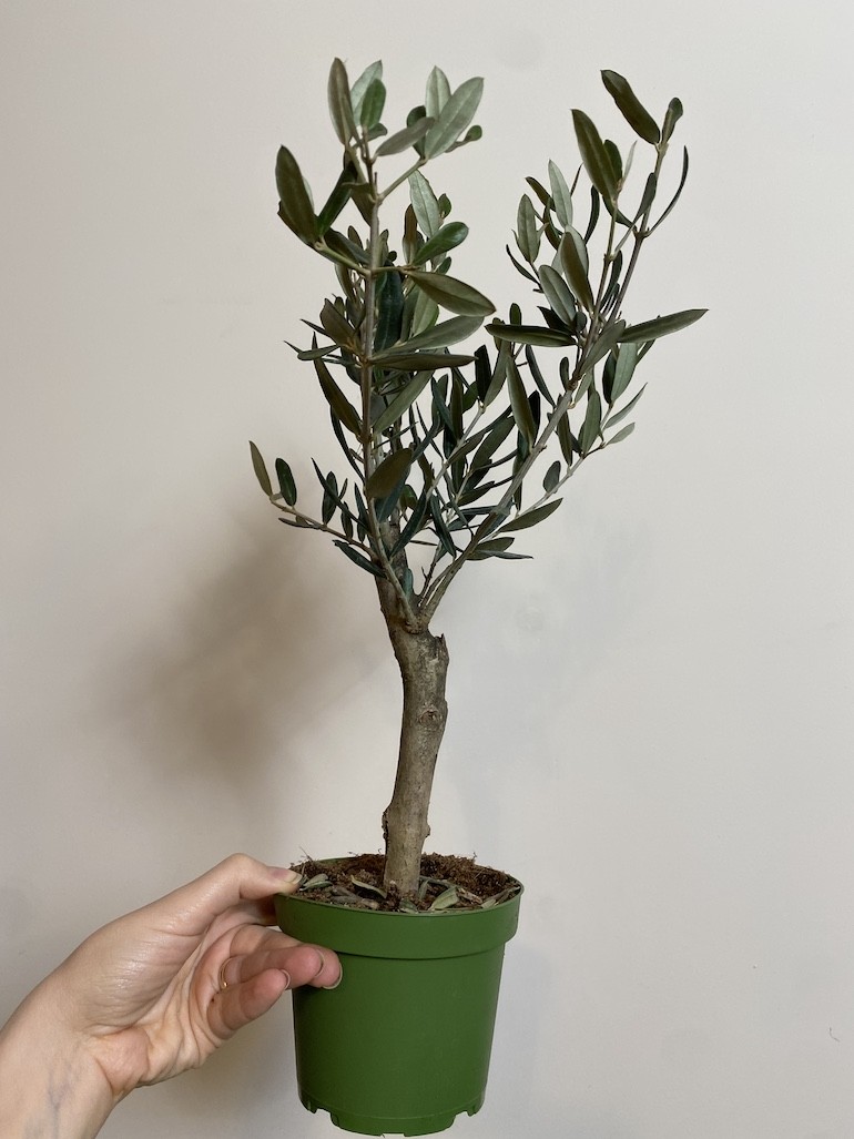 Olea europaea