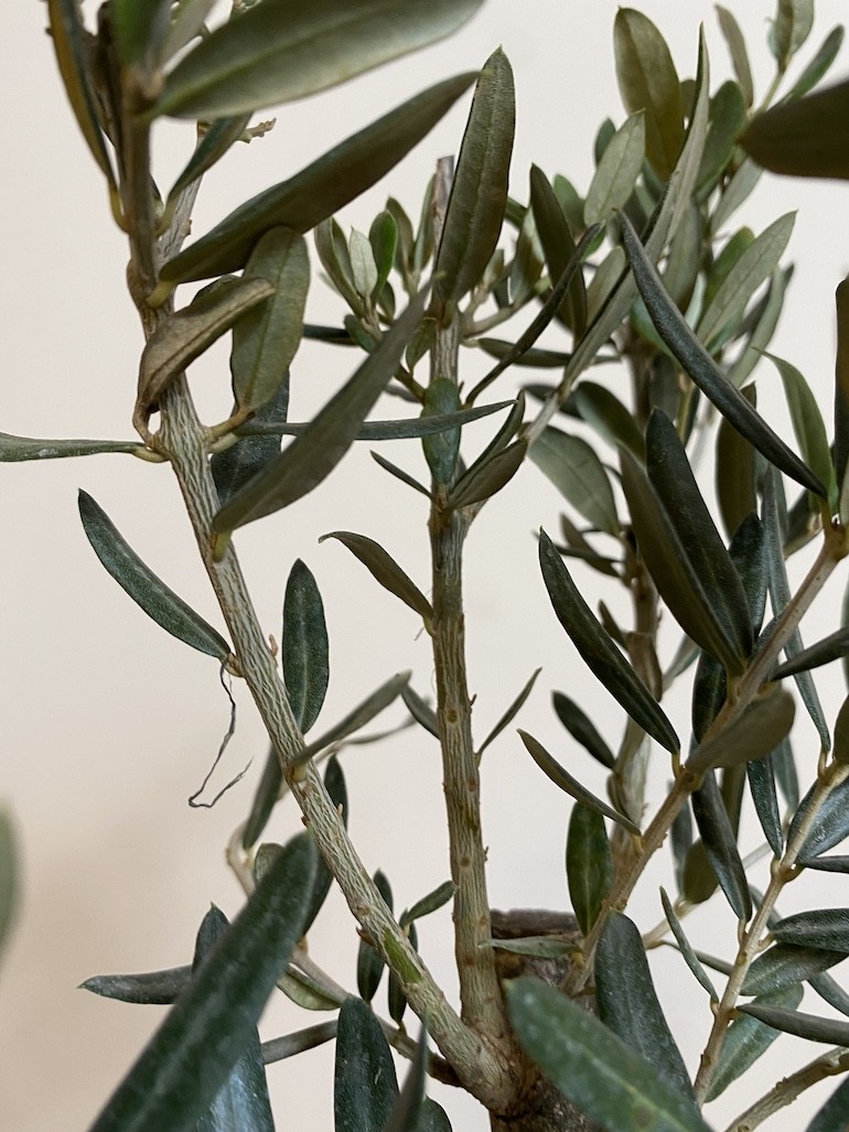Olea europaea