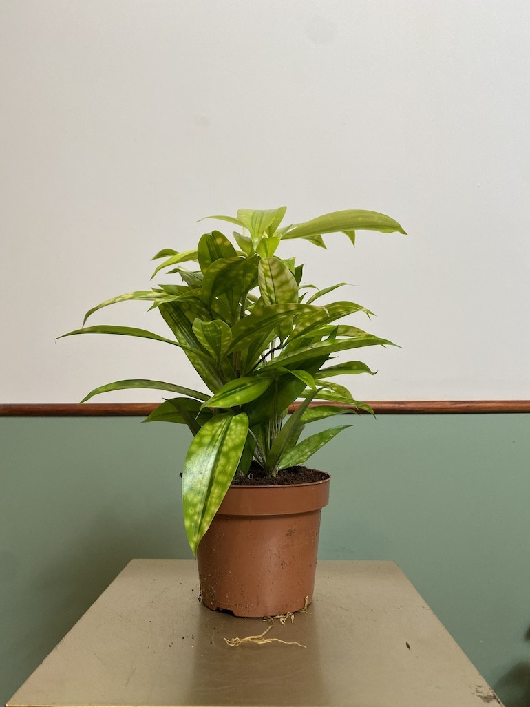 Dracena surculosa ‘Mike’