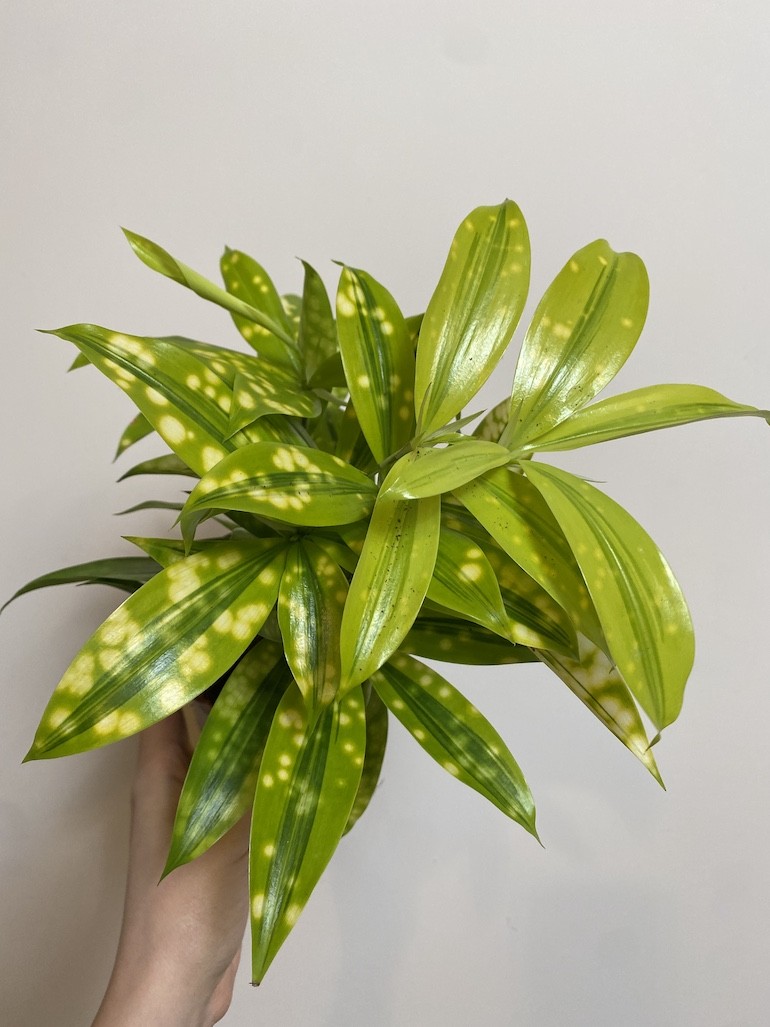 Dracena surculosa ‘Mike’