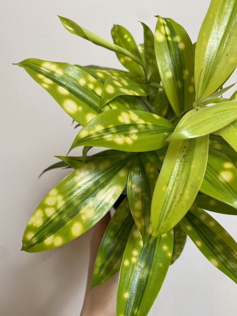 Dracena surculosa ‘Mike’