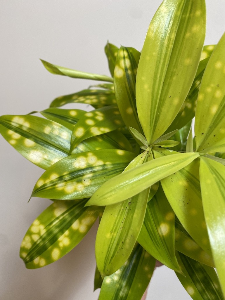 Dracena surculosa ‘Mike’