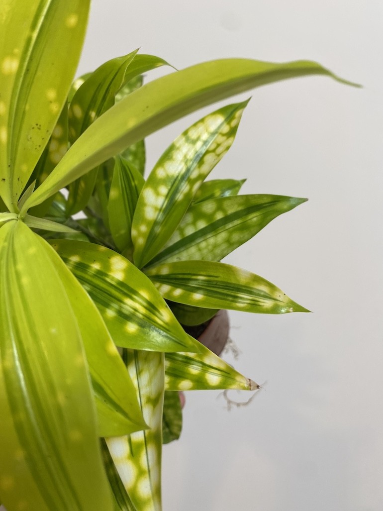 Dracena surculosa ‘Mike’