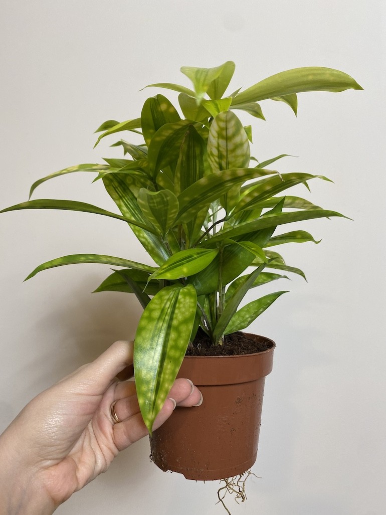 Dracena surculosa ‘Mike’