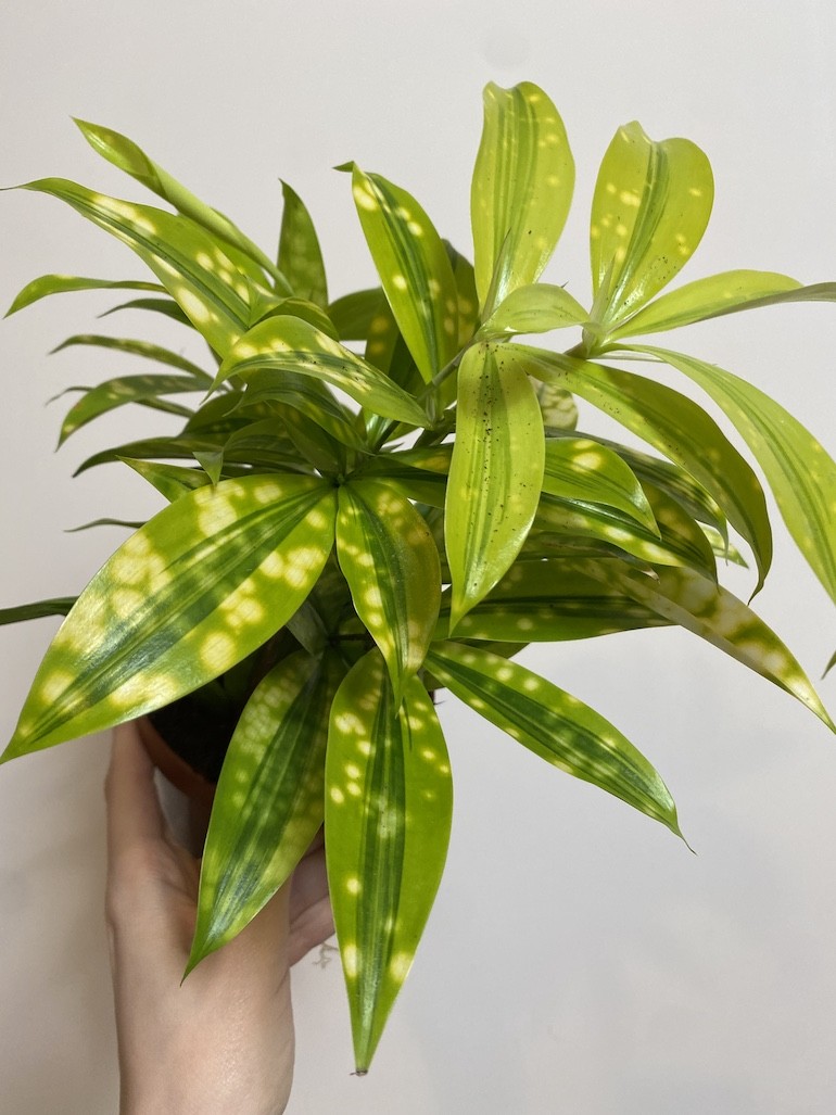 Dracena surculosa ‘Mike’