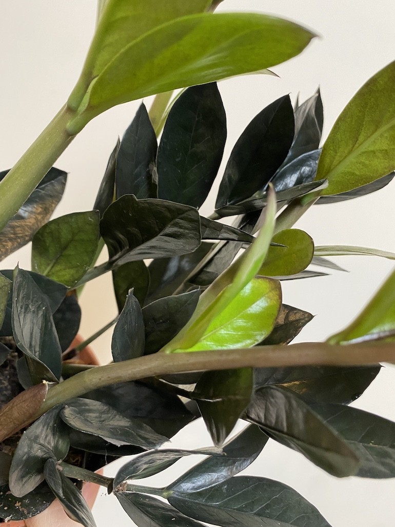 Zamioculcas Zamiifolia Raven