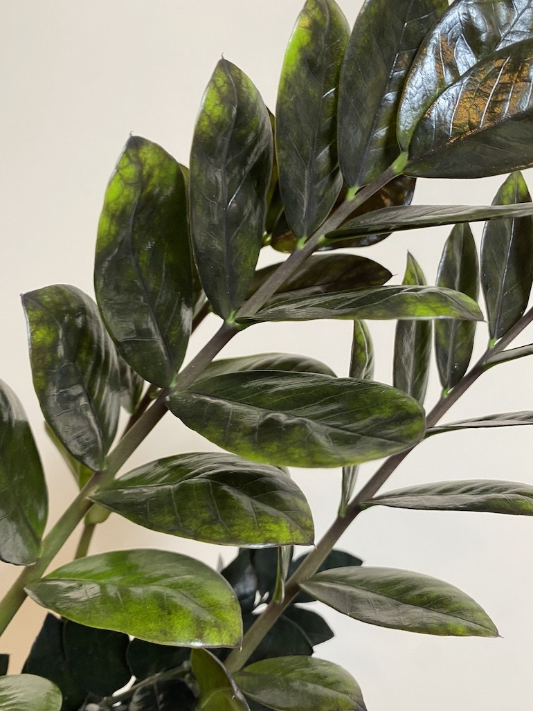 Zamioculcas Zamiifolia Raven