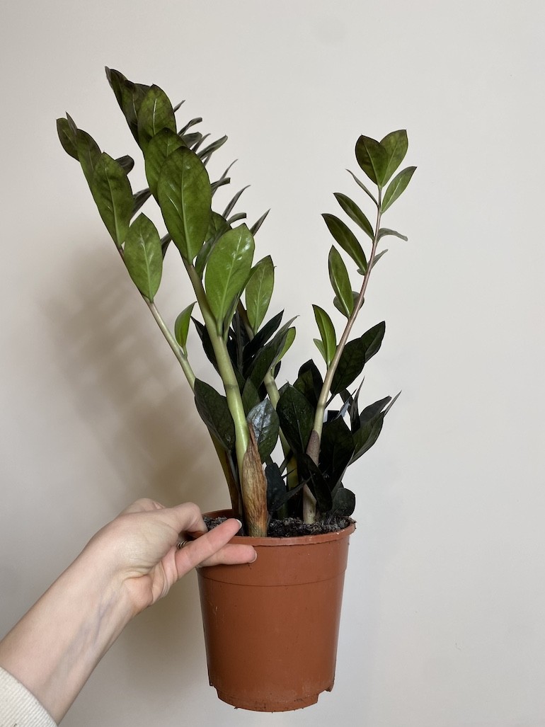 Zamioculcas Zamiifolia Raven