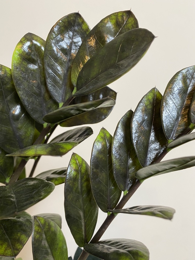 Zamioculcas Zamiifolia Raven