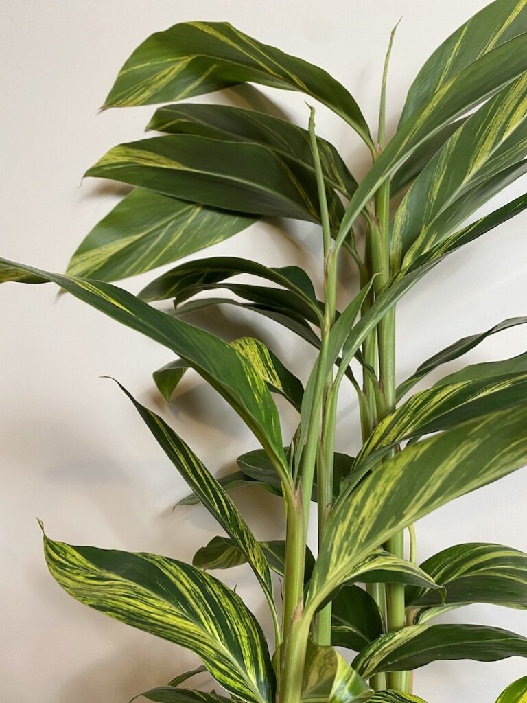 Alpinia zerumbet Variegata