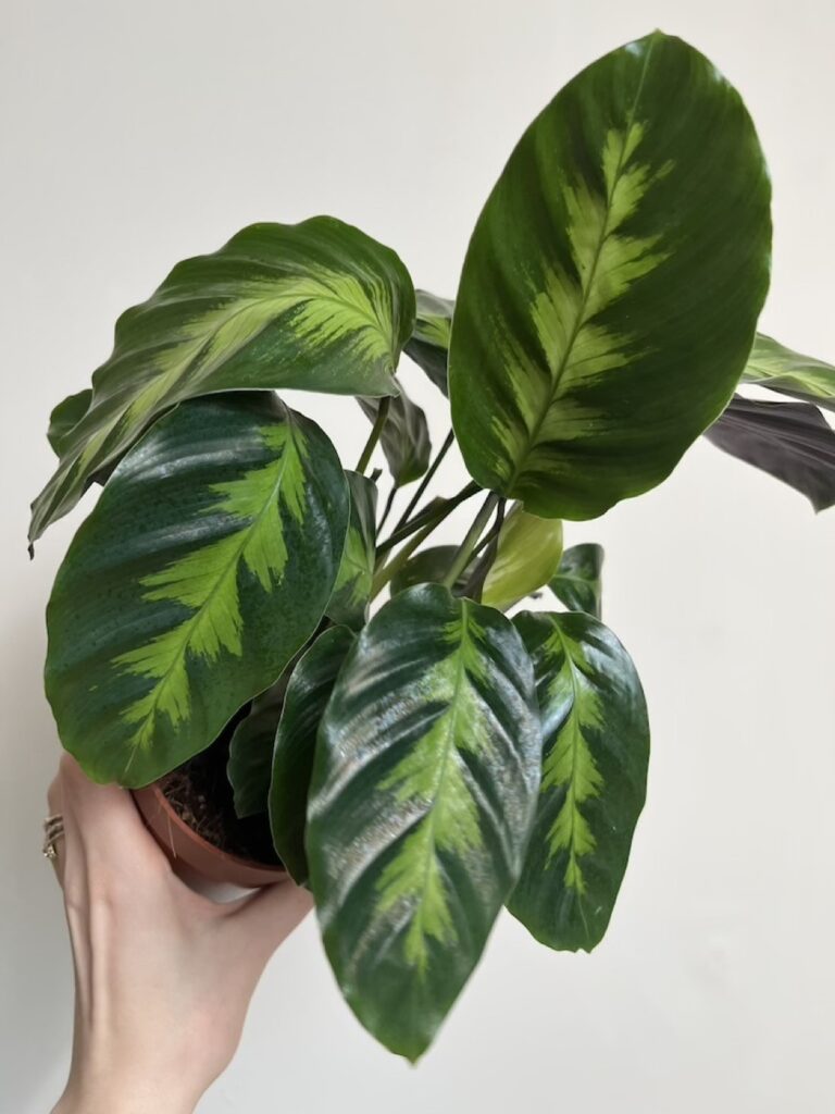 Calathea Misto