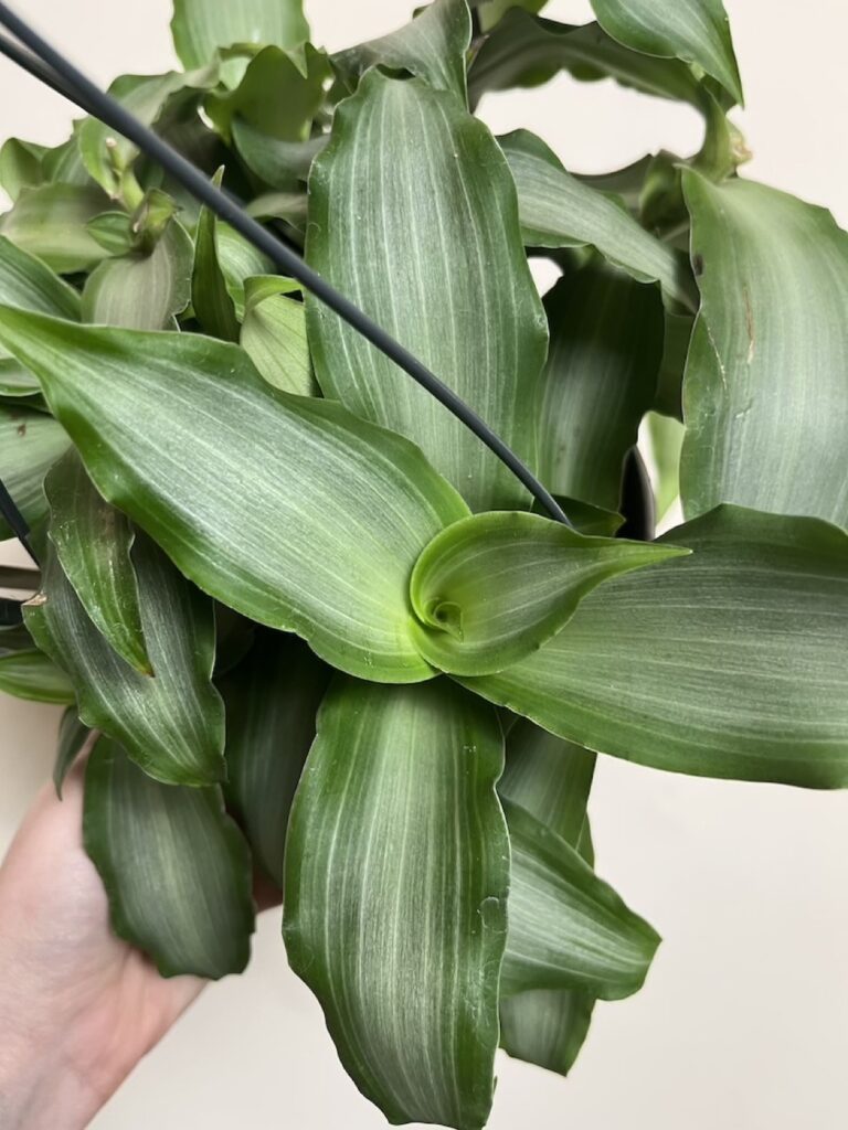 Murdannia loriformis 'Bright Star'