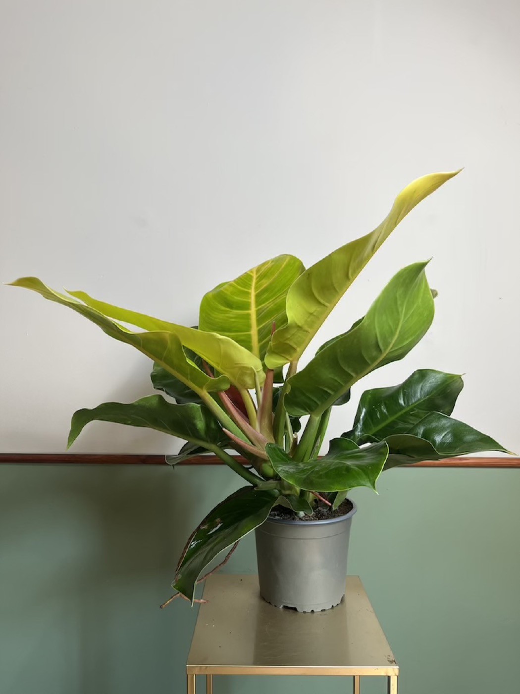 Philodendron Moonlight