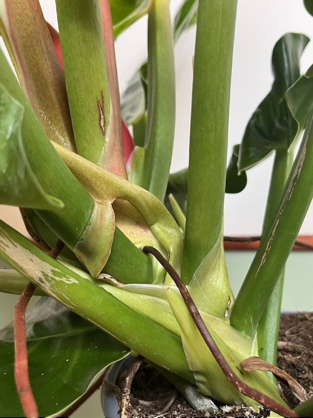 Philodendron Moonlight