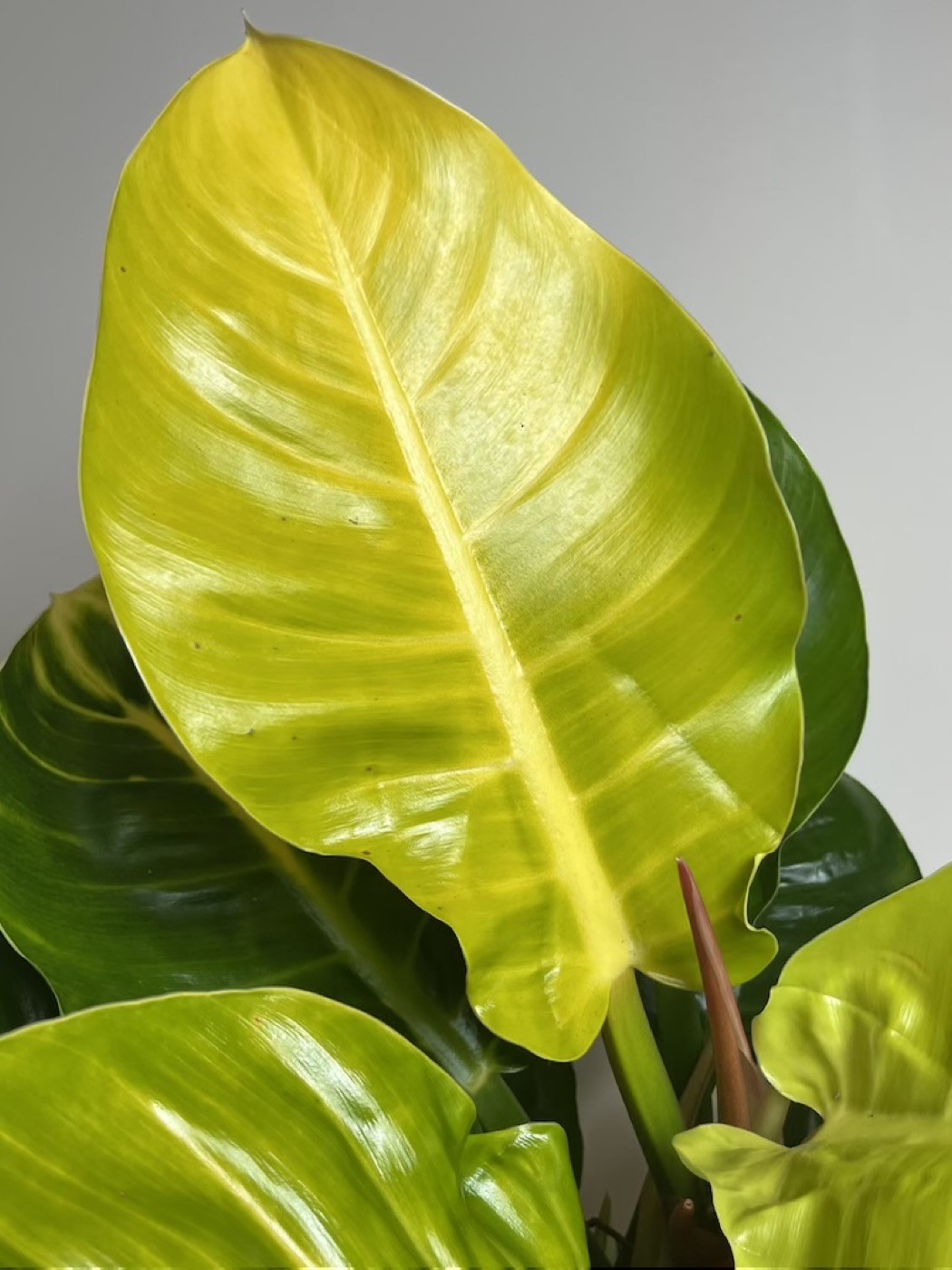 Philodendron Moonlight