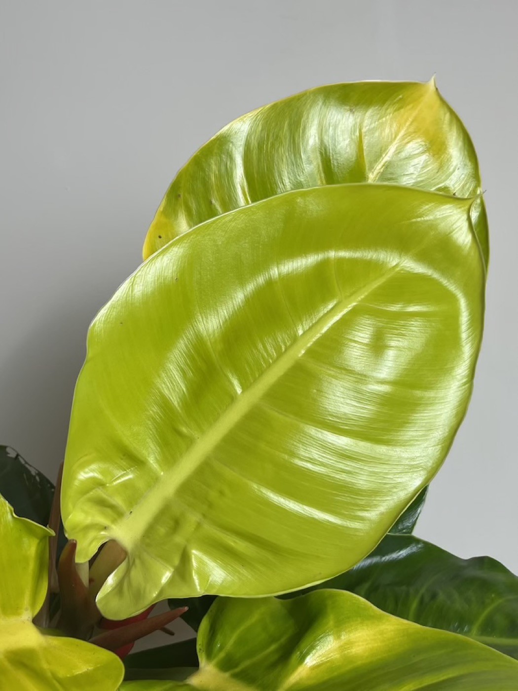 Philodendron Moonlight
