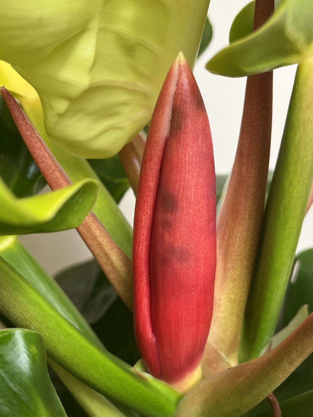 Philodendron Moonlight