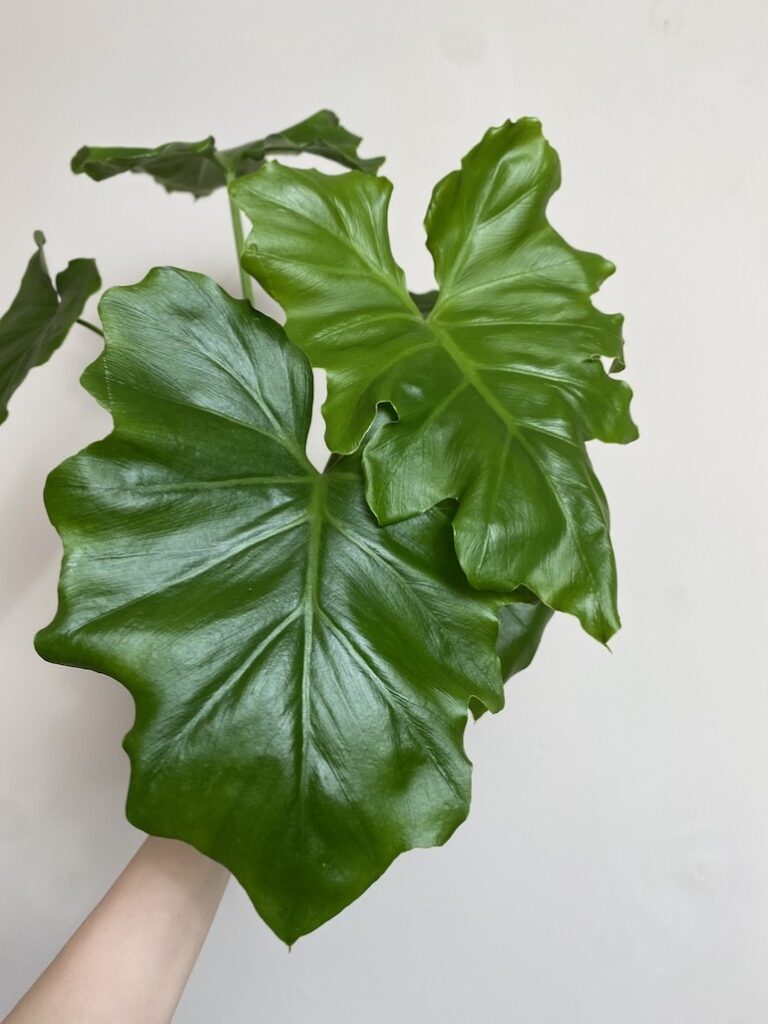 Philodendron Shangri La 'Filodendron'
