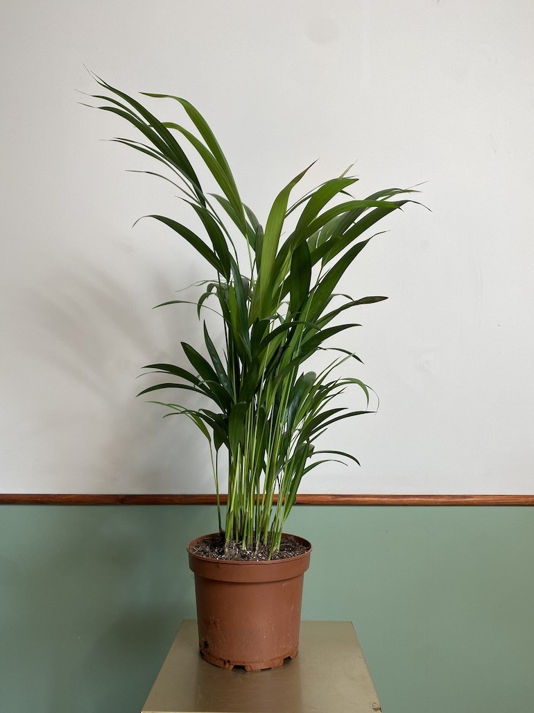 Areca Dypsis Lutescens Palma (średnia)