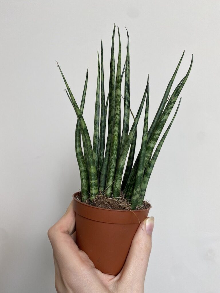 Sansevieria Mikado