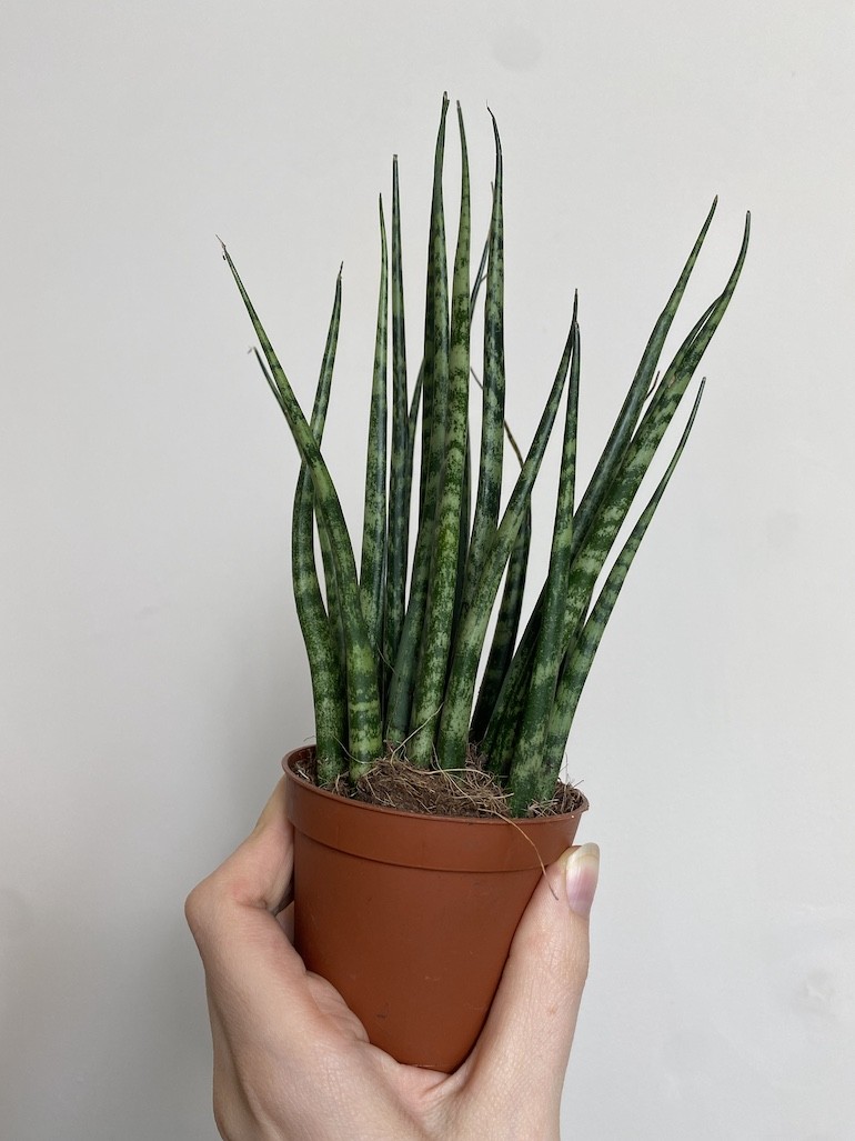 Sansevieria Mikado
