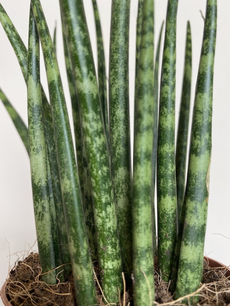 Sansevieria Mikado
