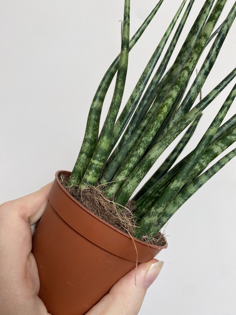 Sansevieria Mikado