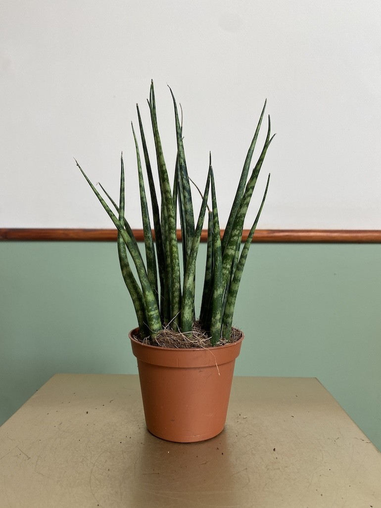 Sansevieria Mikado