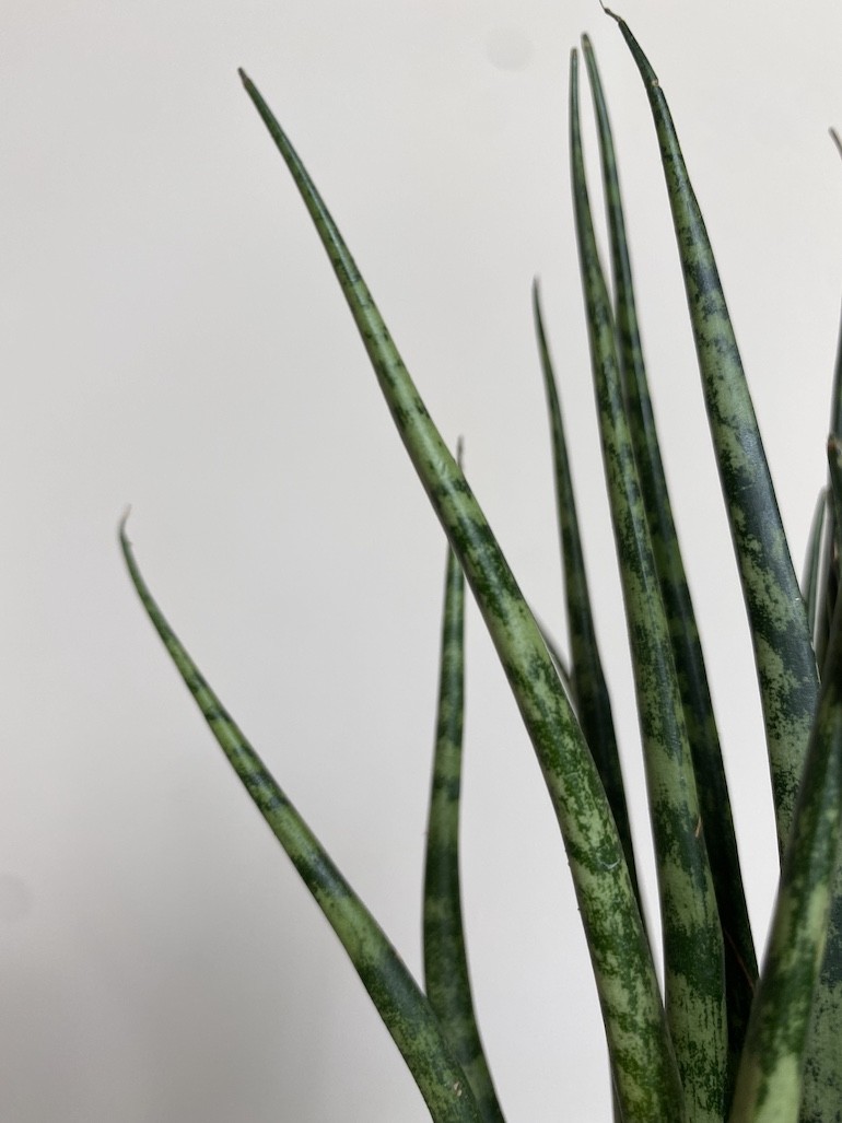 Sansevieria Mikado