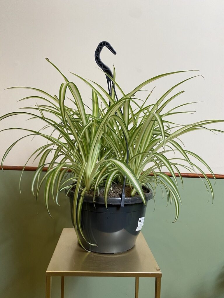 Chlorophytum comosum 'Atlantic' Zielistka
