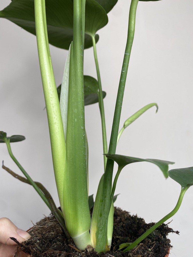 Monstera deliciosa