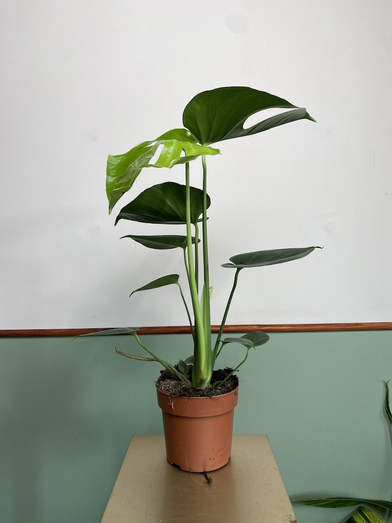 Monstera deliciosa