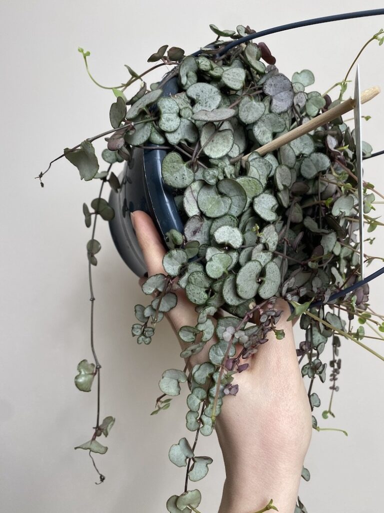 Ceropegia Woodii (Duża Sadzonka)